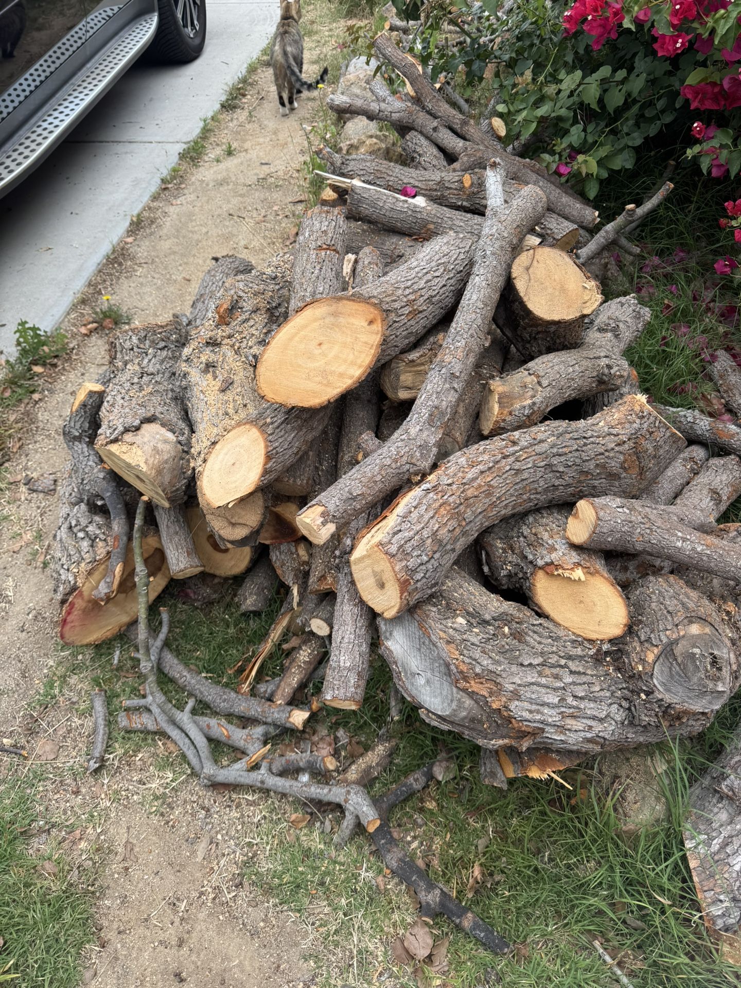 Firewood