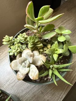 Succulents