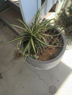 Potted plants