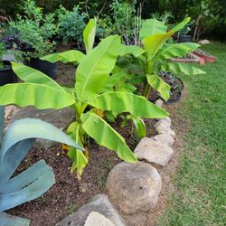 Dwarf Banana Plant