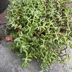 Plant In Clay Pot $15