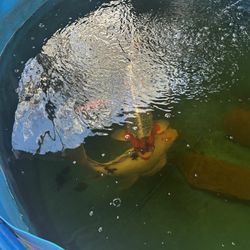 500 Gallon Koi Tank FREE