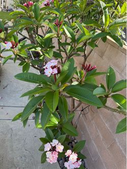 Plumeria cuttings