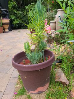 Dwarf Cone SUCCULENT