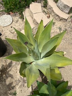 Foxtail Agave