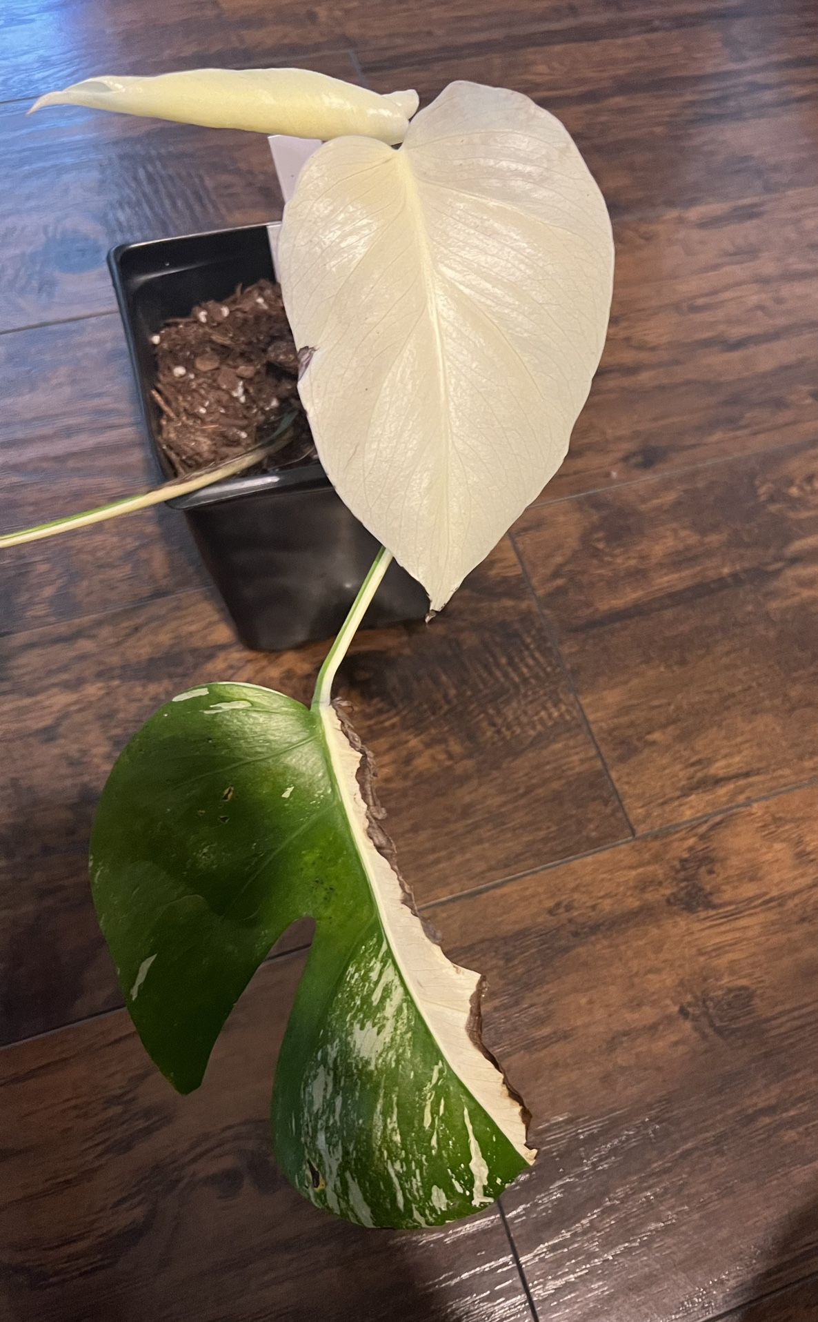 Variegated Monstera Albo Plant (pls Read Description Below)