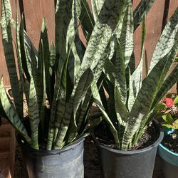 Snake plants