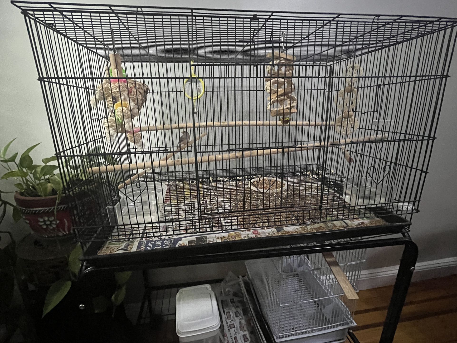 Zebra Finch With Cage and ALL ACCESSORIES