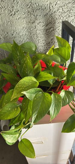 Plants on sale take everything 7th May