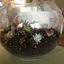 Succulents In A Fish Bowl