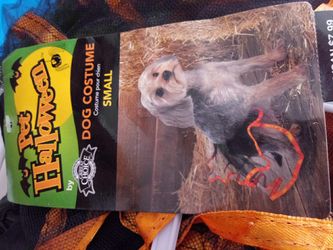 Two Halloween dog costume