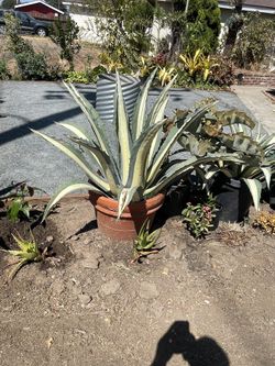 tequila agave 15 gal