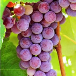 Grape Vines