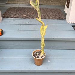 Variegated Joseph’s Coat Cactus. 20” Tall