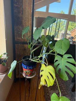 Plant & Pot