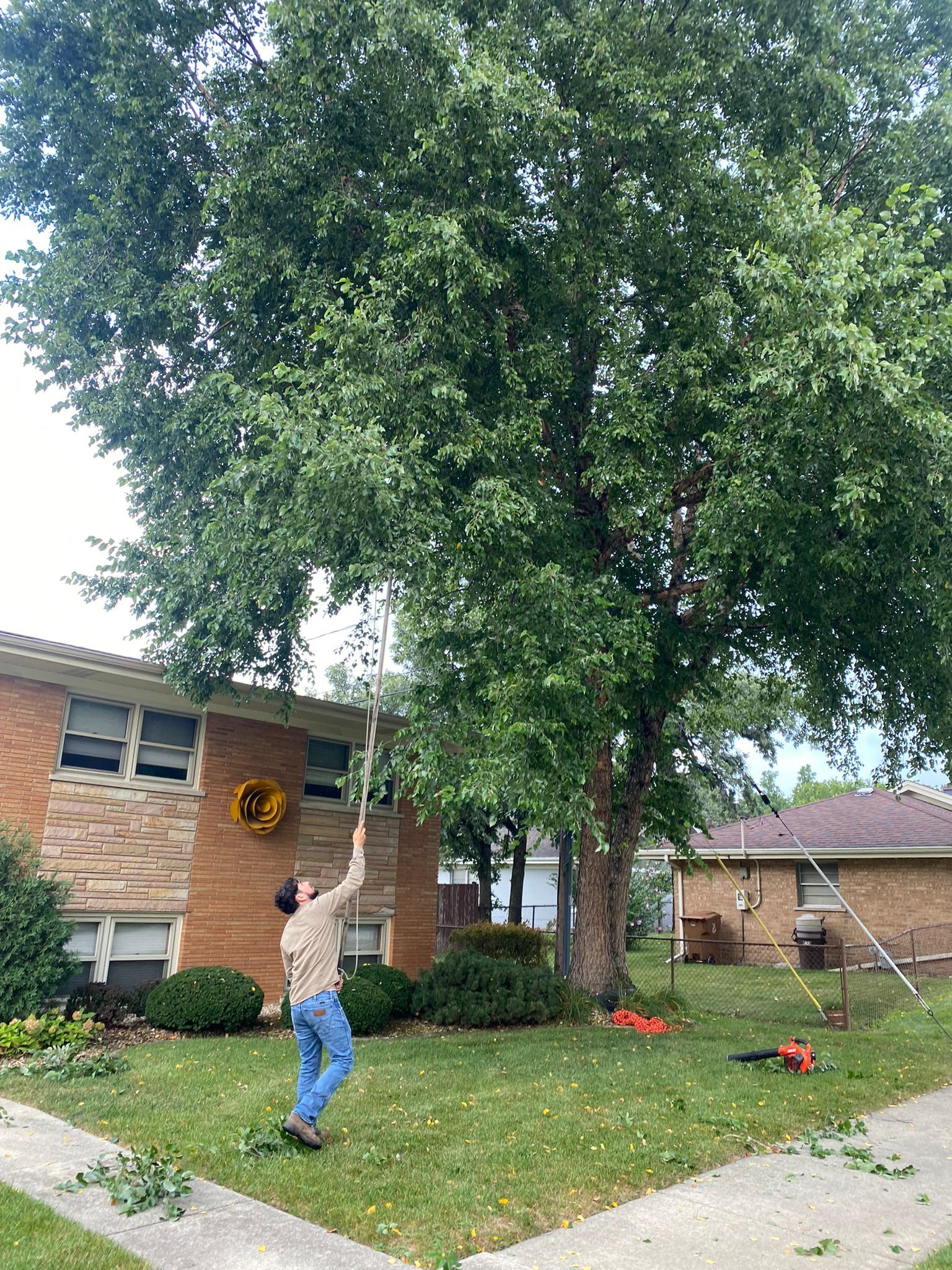 Tree, Work, Care, Stump Grinding