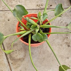 Giant Water Hyacinth Plants  🪻 