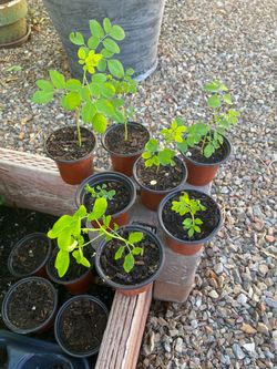 Moringa plants  saplings  in 2” pots also known as Mirical plants