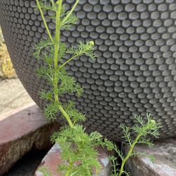 Edible German Chamomile Plant