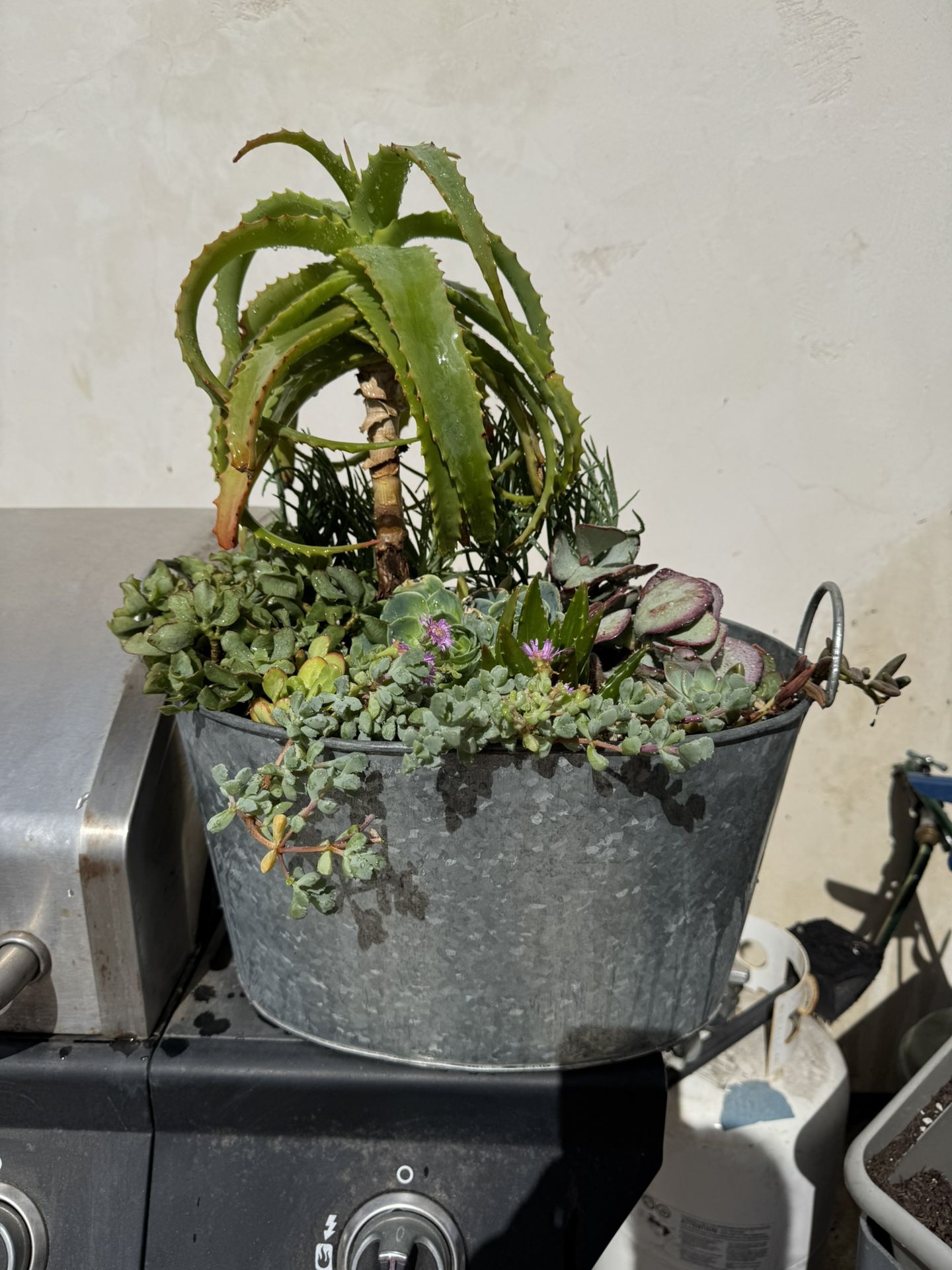 Succulent Filled Metal Tub
