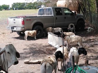 Sheep for sale dorper and Brahma bull