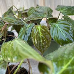 Philodendron Micans Plants