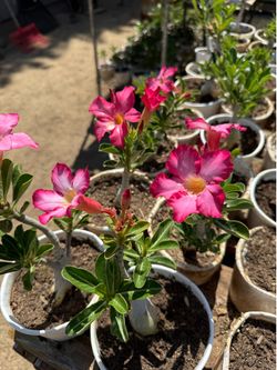 Desert Roses Pink