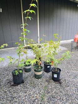 2-3' tall Young Japanese Maple Trees Green Leaf