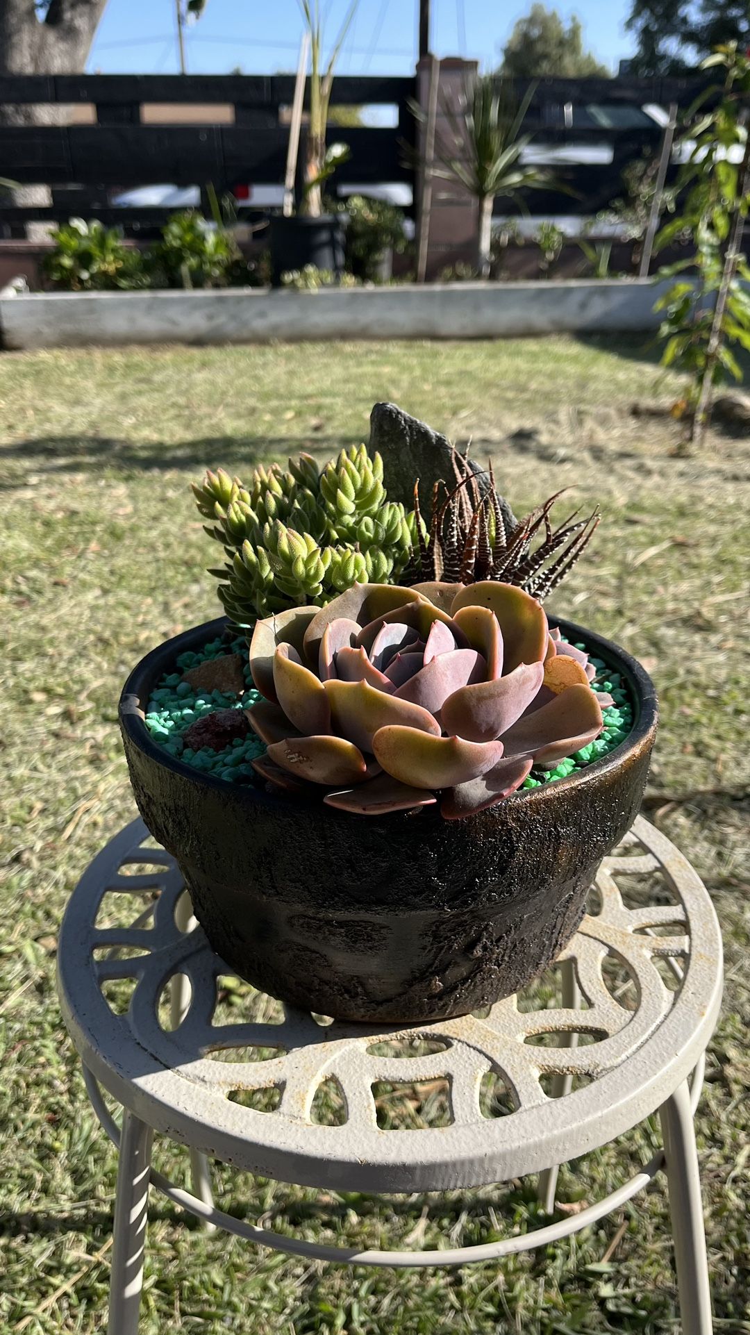 Very Healthy Variety Of Succulent’s In Rustic Vase 