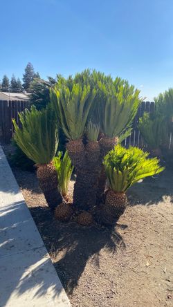 Sago palms