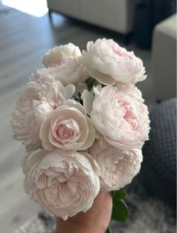 Earth angle Rose 2 gal