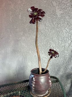 Various succulents in a variety of pots