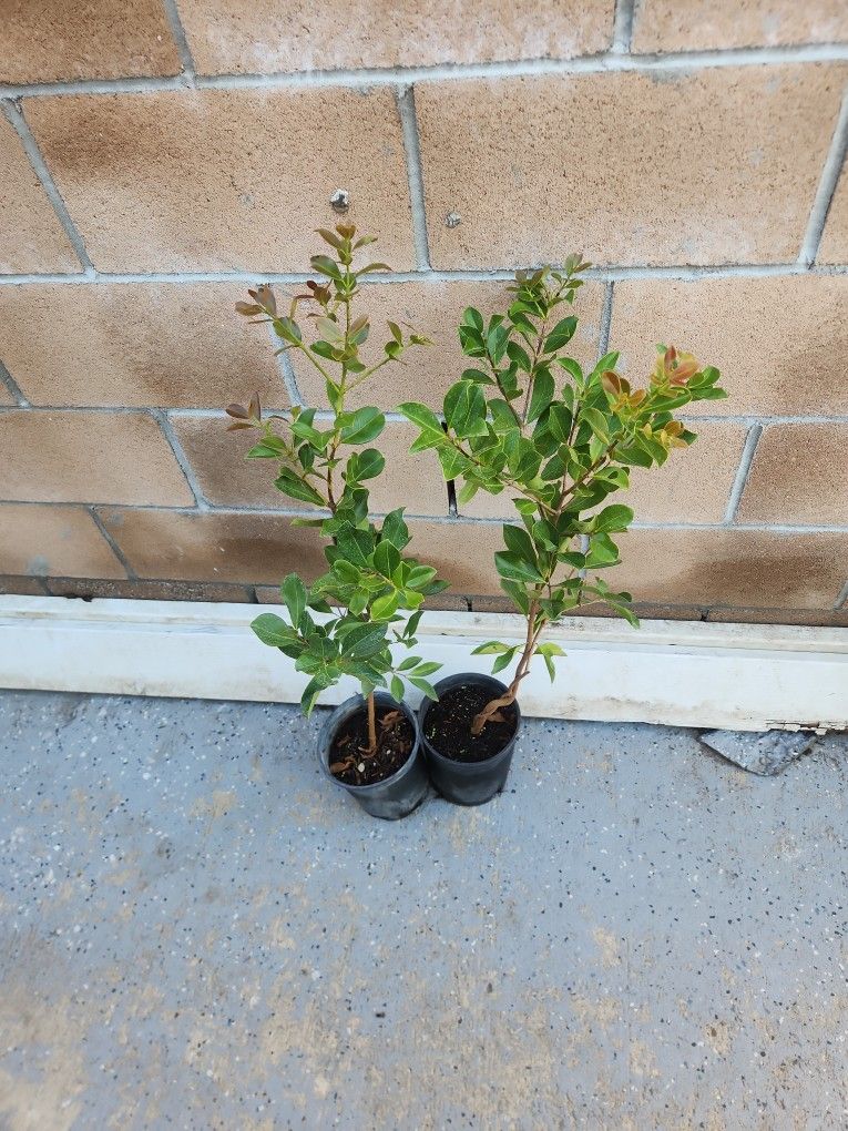 Fruiting Strawberry Guava Trees