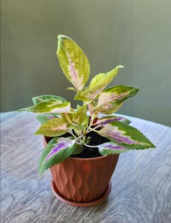 Coleus Plant, In Decorative 6-inch Pot