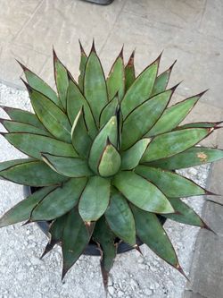 Agave plant