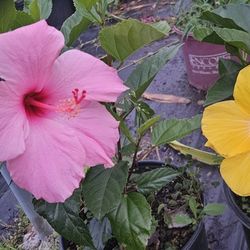 Hibiscus 3 Gallon $ 10