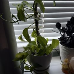 Golden Potho Plant 