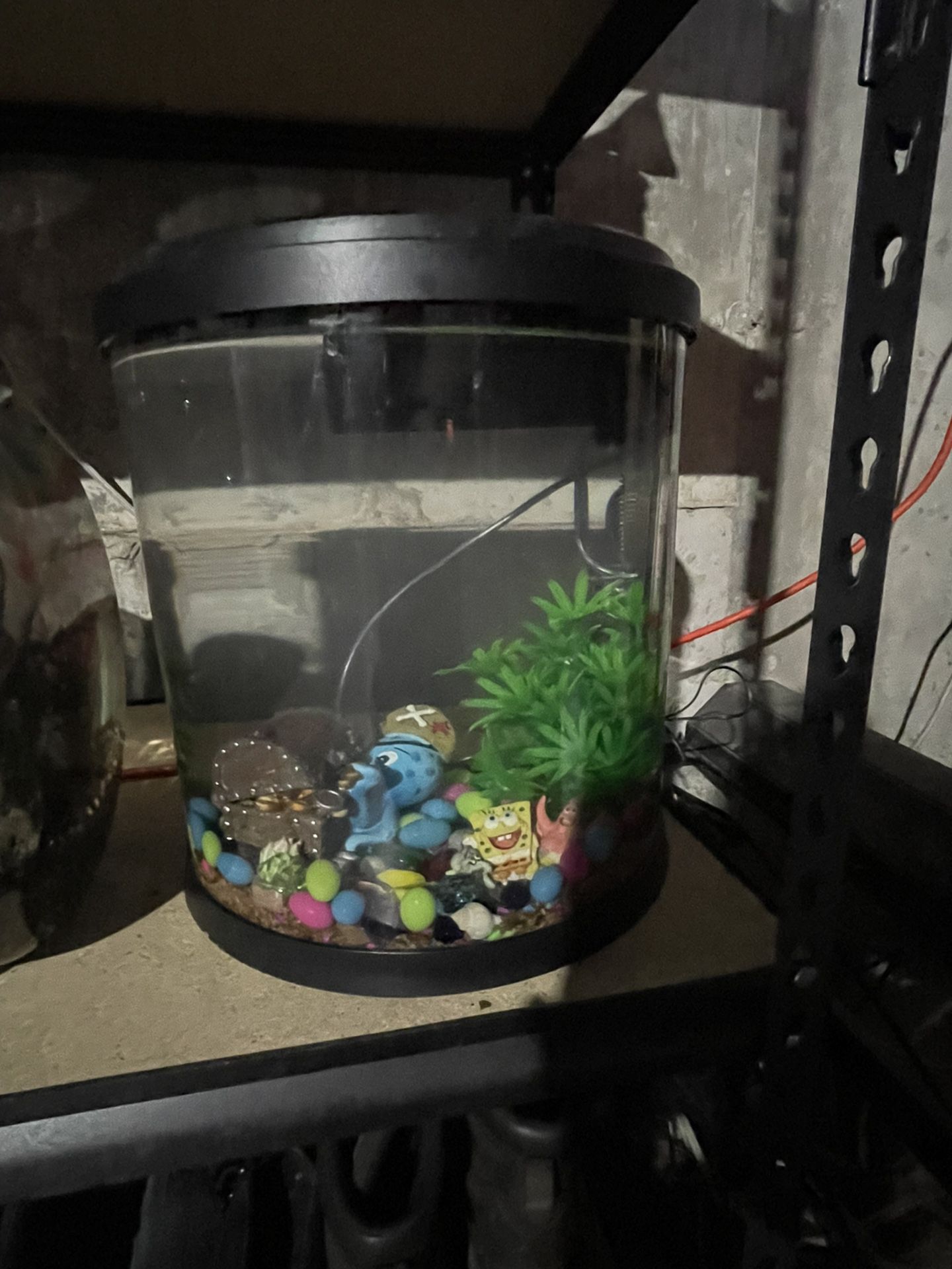 Betta fish Tank