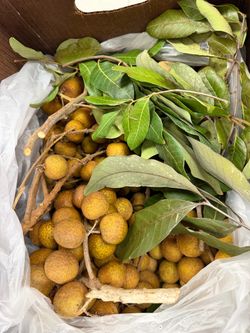 Hawaii Longan Fruit
