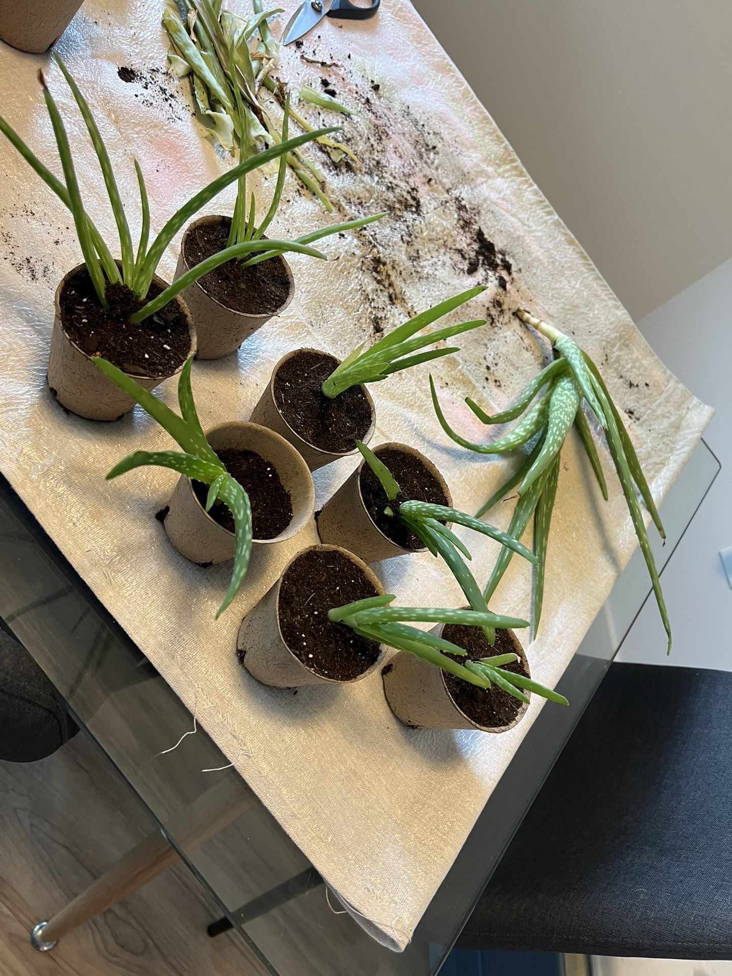 Aloe Plant