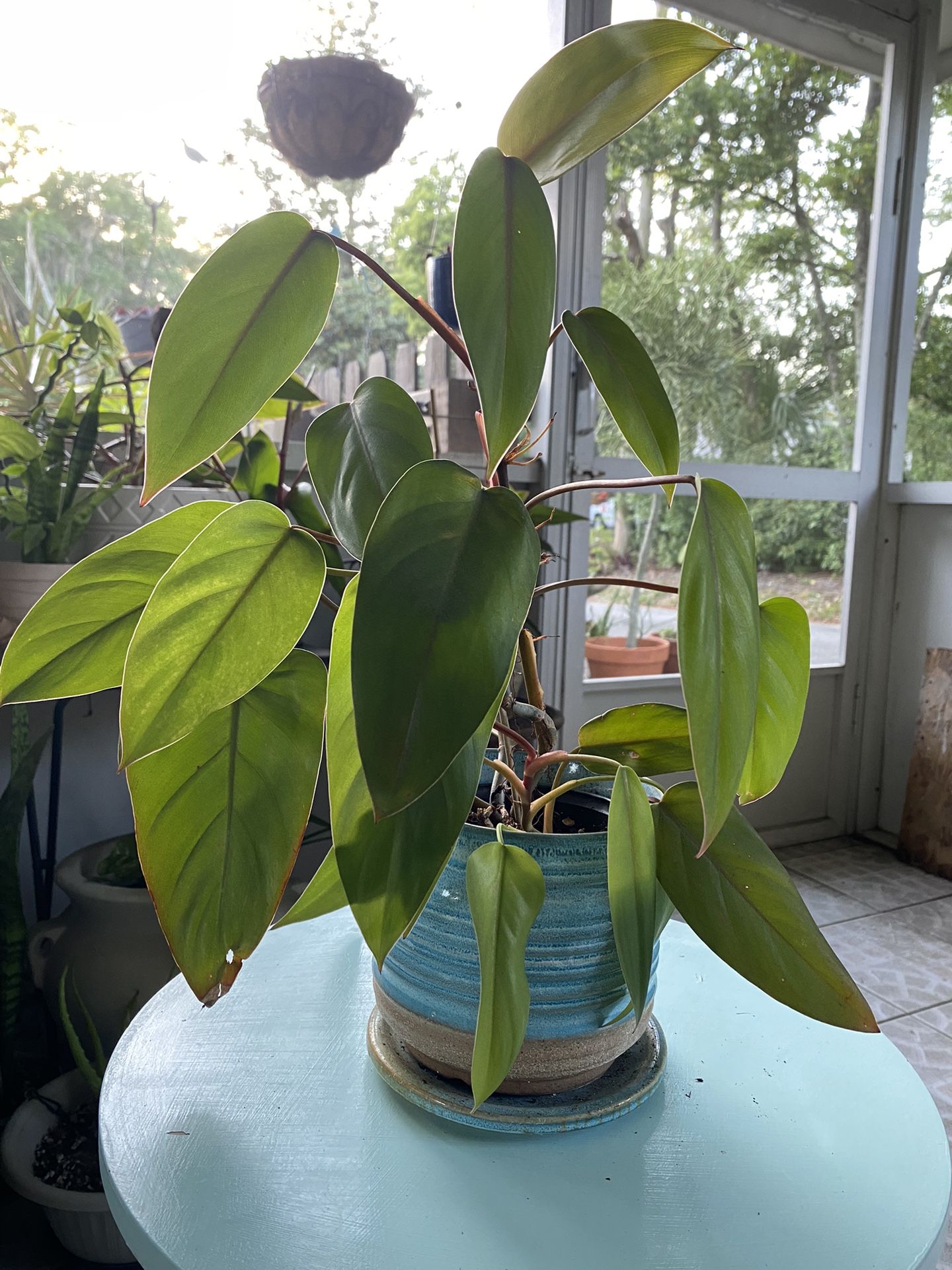 Philodendron Red Emerald Plant in Blue Ceramic Pot