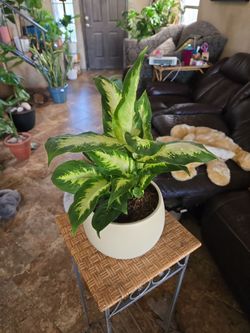 19in  Dieffenbachia  plant in new 7.5in pot