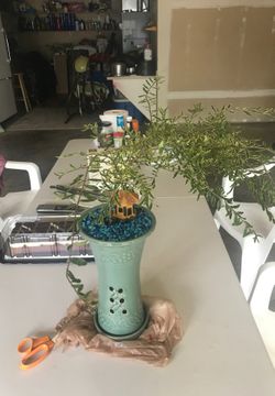 plant