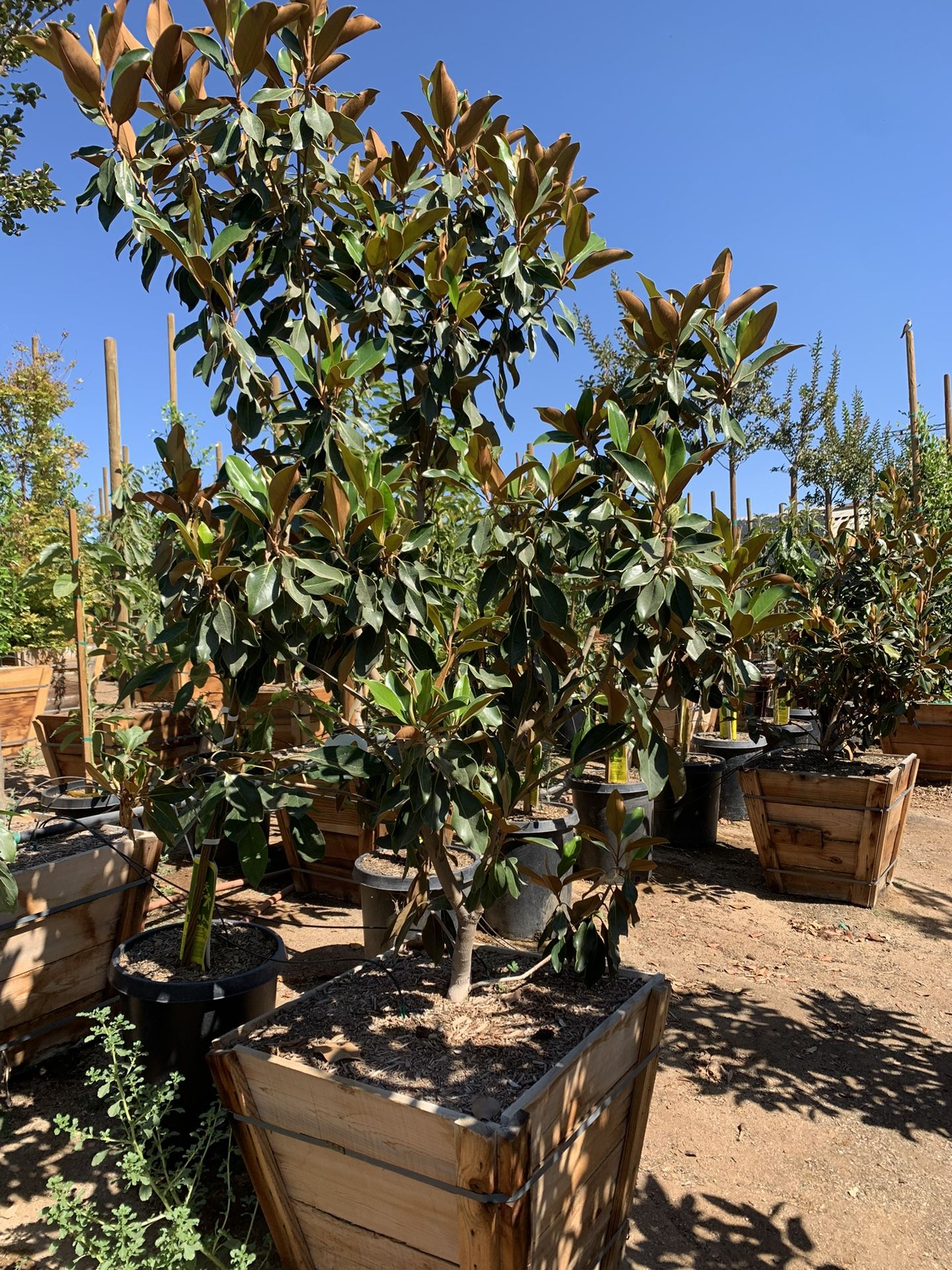 Little Gem Magnolia, dwaft magnolia tree 24” box size 