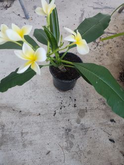 Plumeria Plant $40