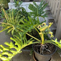 Plantas De Venta/Plants For Sale