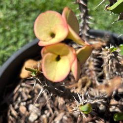 Corona de cristo flor mediana 