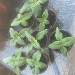 Little Sunflower Plants Named “Incredible”