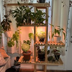 Plant Stand, Indoor Plants, Grow Lights, Wood Furniture 