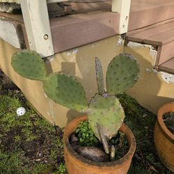 Prickly Pear Cactus 